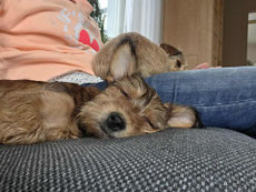 Roxy