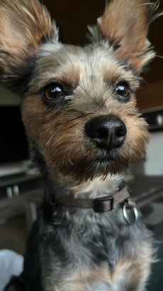 Bruno