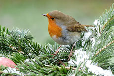 イギリスの国鳥 Robin の写真