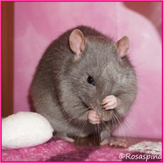 Russian Blue
