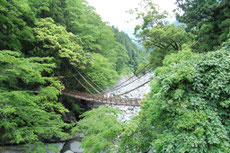 祖谷のかずら橋。もちろん…わたりません(^_^;)。