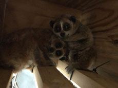Two female pygmy slow lorises (a  photo taken by Kei Nemoto)