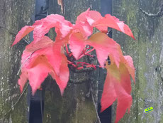 Herbstfärbung: Leuchtend rote Blätter eines Wilden Weins zusammen mit den dunkelblauen, kleinen Beeren. Bild K.D. Michaelis