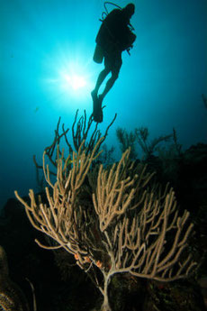 Buceo en Playa Giron, Bahia de Cochinos