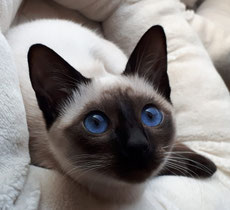 Thaikatzen und Siam alter Typ