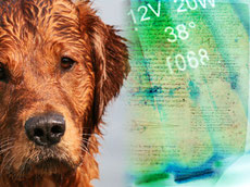 Gastebuch Retriever Traeume Jimdo Page