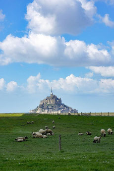 les herbus,shorres et prés salés avec les moutons en face du Mont St Michel
