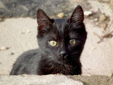 Katenbaby, schwarz, vor sandfarbenen Felsen