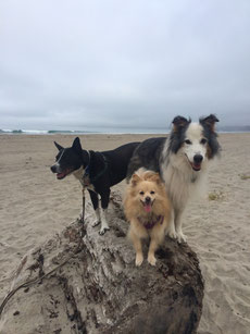 Canine Behavior Associates