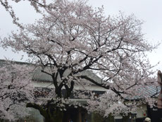熊本城　菊陽町光の森教室　