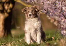 star-guardians  Border Collies Webseite!