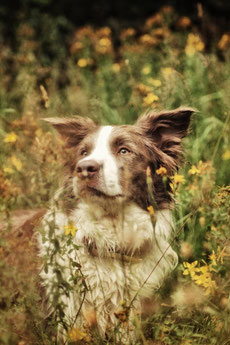 star-guardians  Border Collies Webseite!