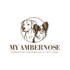 My Ambernose - Papillon and Rhodesian ridgeback kennel FCI Luxembourg