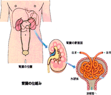 糖尿病性腎症