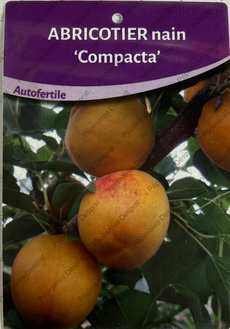 Producteur fruitiers et fruitiers nains