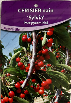 Producteur fruitiers et fruitiers nains