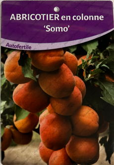 Producteur fruitiers et fruitiers nains