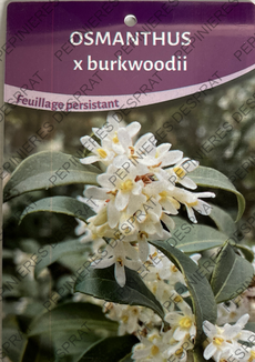 Osmanthus Burkwoodii