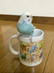 鳥づくしマグカップ　感想写真