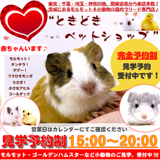 モルモット・ゴールデンハムスター販売|小動物専門ブリーダー直譲【ときどきペットショップ】茨城・東京・千葉・埼玉