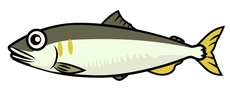 yamanashi-chuo-fishing|山梨|鮎|やまめ|放流情報