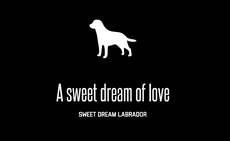 Allevamento labrador retriever in campania