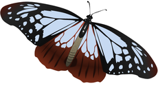 21butterfly-garden ページ！