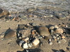 河原の石