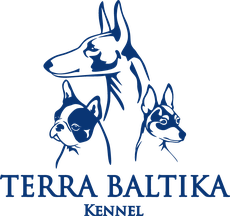 Terra Baltika питомник той-фокстерьер, поденко ибиценко, бостон терьер