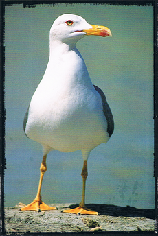 Gaviota/Gavina, del Peñón de Ifach en Alicante (Comunitat Valenciana)