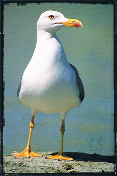 Época de cría (abril - junio): Es el momento más crítico. Las gaviotas son extremadamente territoriales y protectoras con sus nidos, que a menudo están cerca de la senda. 