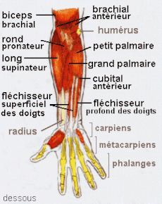 Muscle de la main et de l'avant bras