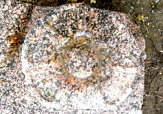 Un des motifs décoratifs du bloc en granite déposé à Porz Keraliou. 