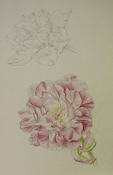 Tulip, Pencil drawing