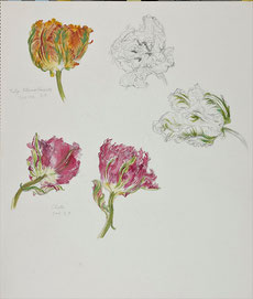 Tulip,Pencil drawing, Watercolor painting