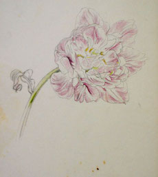 Tulip,  Pencil drawing