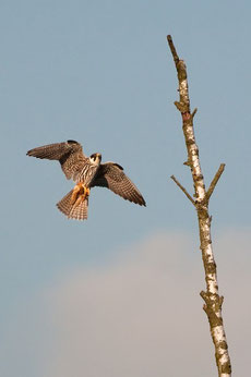 Baumfalke,  Foto: Christian Neumann