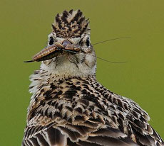 Foto: NABU/Peter Lindel