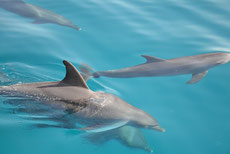 maison des dauphins hurghada