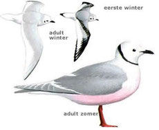 http://www.planetofbirds.com