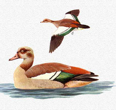 http://www.avibirds.com