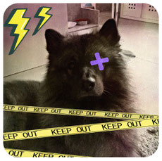 <img source='pic.gif' alt='Deutscher Spitz Preußenspitz Hund verhätscheln Vermenschlichung' />.