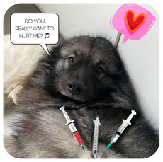 Hund impfen Vorsorge Titer Tierarzt