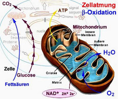 ConCoach: Mitochondrien-Medizin