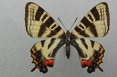 異常型・赤紋型】ギフチョウ（滋賀県・飼育品） 異常型・赤紋型