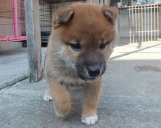 柴子犬の画像