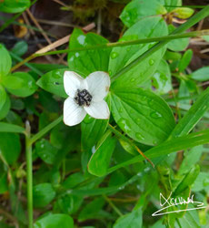 Cornus suecica