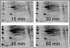 Figure 4. Fast detection of proteins on 2-D gel stained with Maximo-Gel juice at room temperature