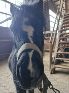 Pony begrüßt die Kinder