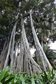 Jardin de Aclimatación de La Orotava, Ficus macrophylla fo. columnaris
